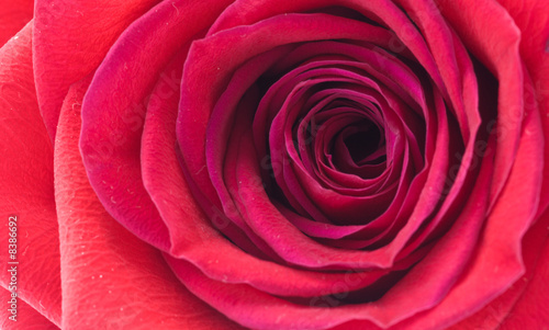 Zdjęcie XXL Czerwona róża pączek w szczegół