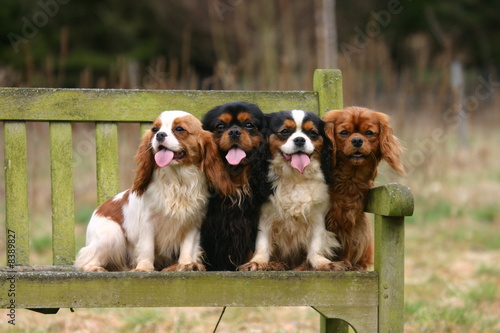 Fotografía quatre sur un banc Cavalier King Charles