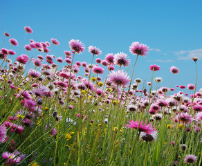 pink flowers in a field