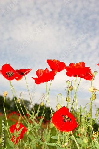 Board z aluminiowym obramowaniem Czerwone kwiaty maku - papaveraceae papaver rhoeas