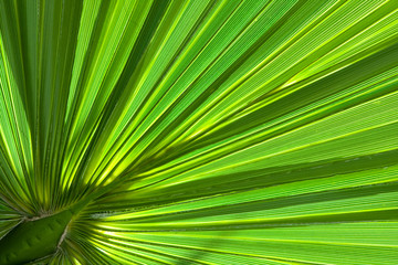 Wall Mural - Palm tree background