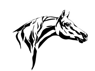 horse head illustration 2