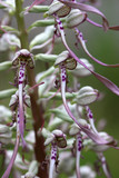 Fototapeta Storczyk - orchis bouc - himantoglossum hircinum