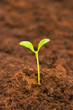 © Elnur - Green seedling growing out of the soil