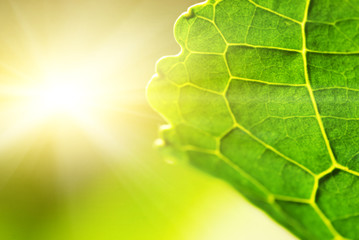 Wall Mural - Green leaf (shallow DoF)