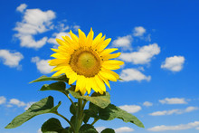 Amazing Sunflower And Blue Sky Background