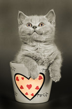 British Kitten In Cup This Hearts