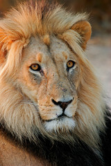 Wall Mural - big male african lion, kalahari desert, south africa