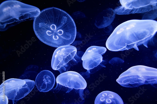 Foto-Doppelrollo - underwater image of jellyfishes (von Ovidiu Iordachi)