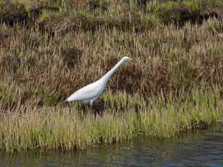 Canvas Print - Great White Egret 5