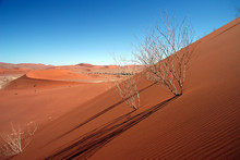 Dead Acacia Trees At Dead Vlei, Namib Desert, Sossusvlei, Namibi