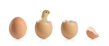A View Of A Three Animal Eggs And A Baby Chicken