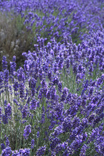 English Lavender In Blossom Nature Field