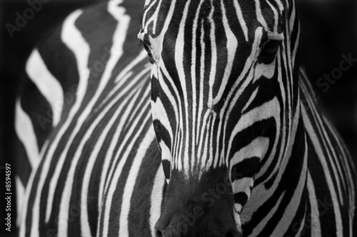 Plakat na papierze fotorealistycznym Zebra 2