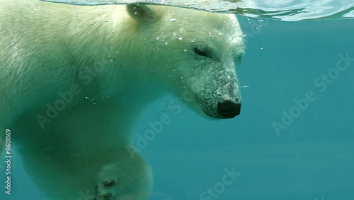 Tapeta ścienna Niedźwiedź polarny z rurką