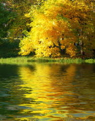 autumn tree