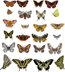 Poster - twenty four different butterflies