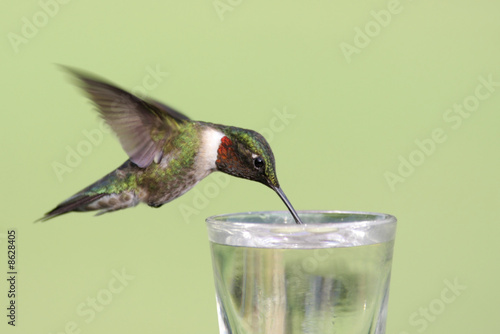 Plakat na papierze fotorealistycznym Spragniony rubinowy koliber (archilochus colubris)