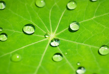 Green Leaf Texture With Water Drops On It