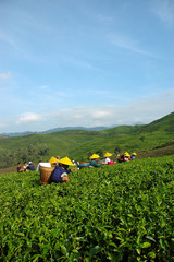 Wall Mural - tea plantation