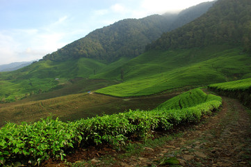 Wall Mural - tea plantation