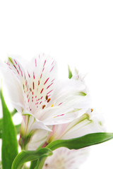  Alstroemeria flowers