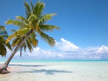 Bahamas Cocotier Sur Plage Iles Turkoises