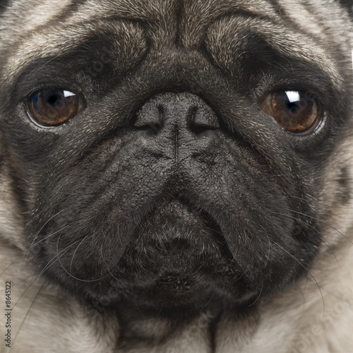 Obraz na płótnie canvas Mops (4 lata)