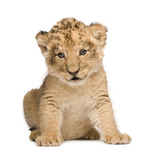 Lion Cub (6 Weeks)