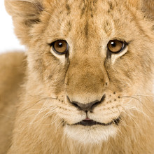 Lion Cub (4 Months)
