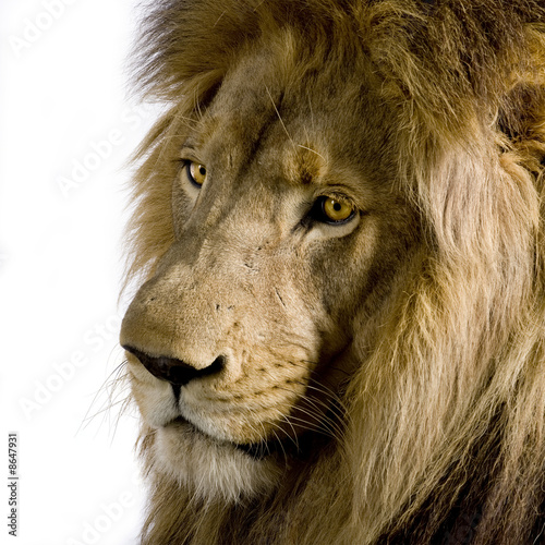 Board z aluminiowym obramowaniem Lew (4 i pół roku) - panthera leo