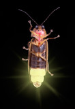 Fototapeta Zwierzęta - Glowing Firefly