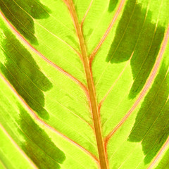 Poster - green leaf