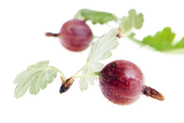 Wall Mural - gooseberry