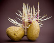 Potatos sprouting roots