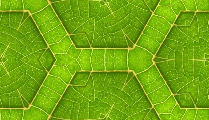 Wall Mural - Underside Of Green Leaf Seamless Tile Background 5