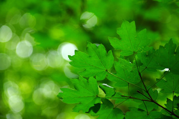 leaves background