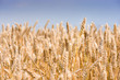 © kris@Positief - graan en lucht