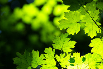 Wall Mural - green leaves