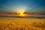 Fototapeta Zachód słońca - Golden field