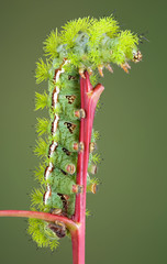 Wall Mural - Caterpillar on red stem