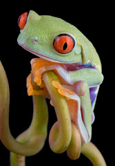 Red-eyed tree frog on vine