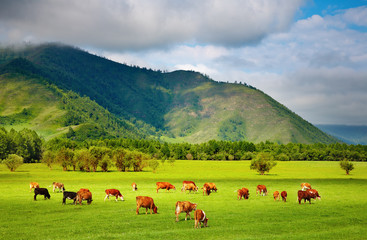 Wall Mural - Mountain grassland with grazing cows