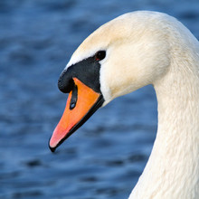 Art Portrait Of A Swan