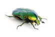 scarabeo verde