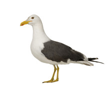 Herring Gull In Front Of A White Background