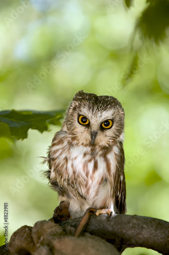 Obraz na płótnie canvas trzyczęściowy "tryptyk" Zobaczyłem whet owl