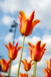 Fototapeta Tulipany - Rows of tulips against blue sky