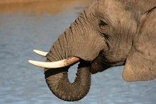African Elephant Squirting Water Into Its Mouth With Its Trunk