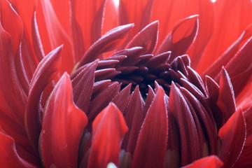 Poster - Close up of flowering dahlia